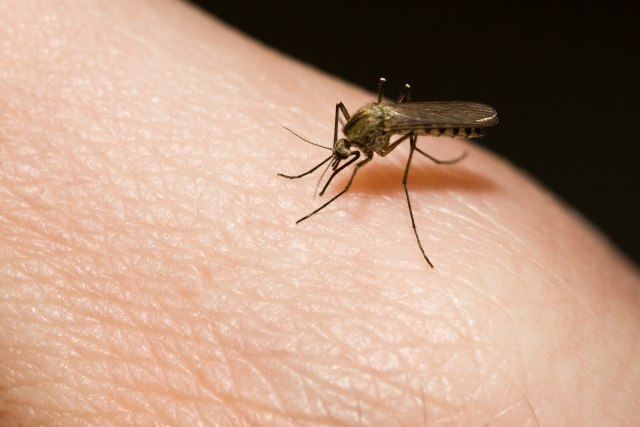Čuvajte se komaraca, neki od njih prenose virus groznice Zapadnog Nila